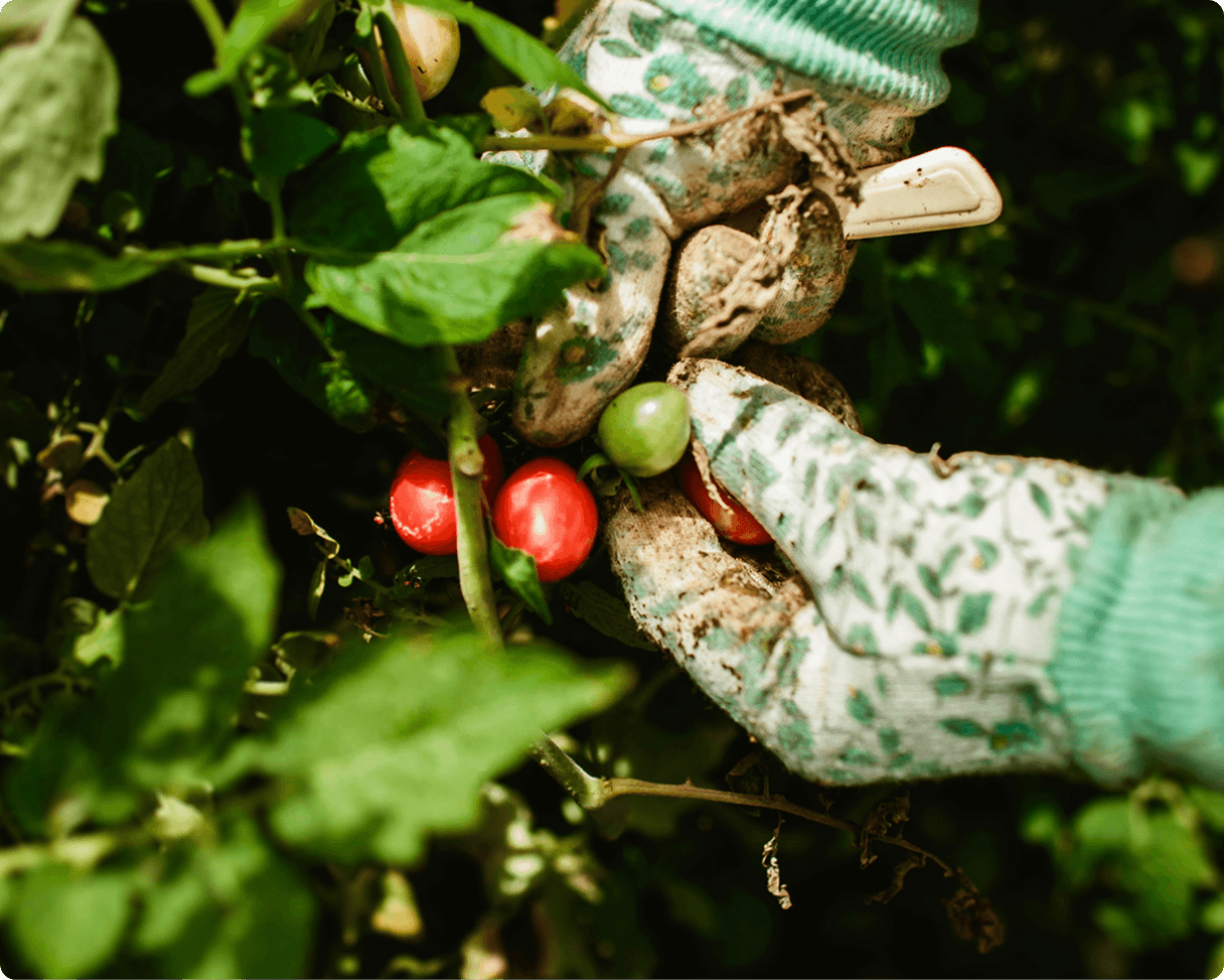 Carbon capture greenhouses