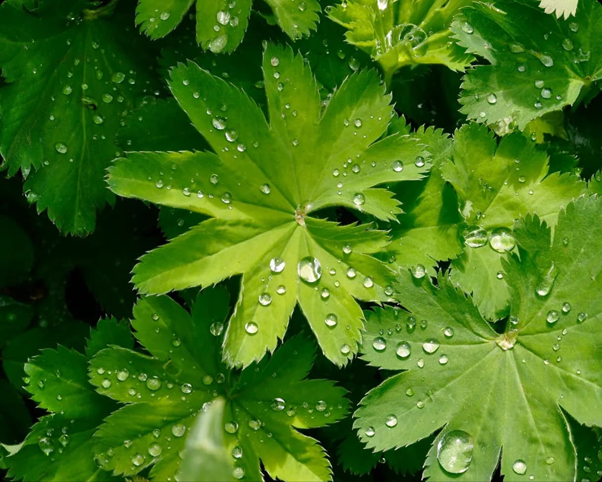 Rainwater harvesting roofs