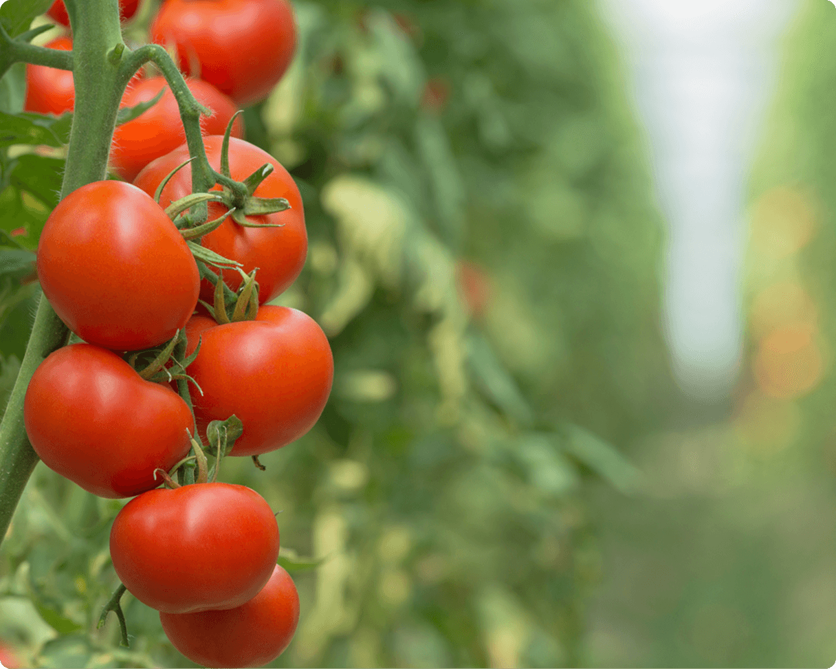 Greenhouse-grown tomatoes