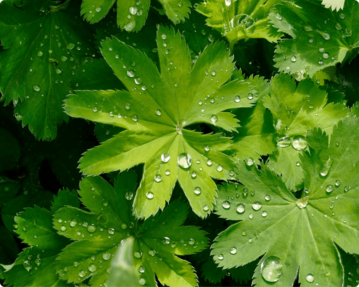 Water droplets on surface