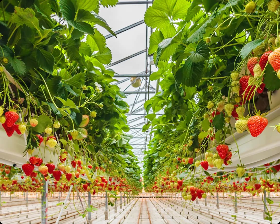 Project Everberry R&D facility